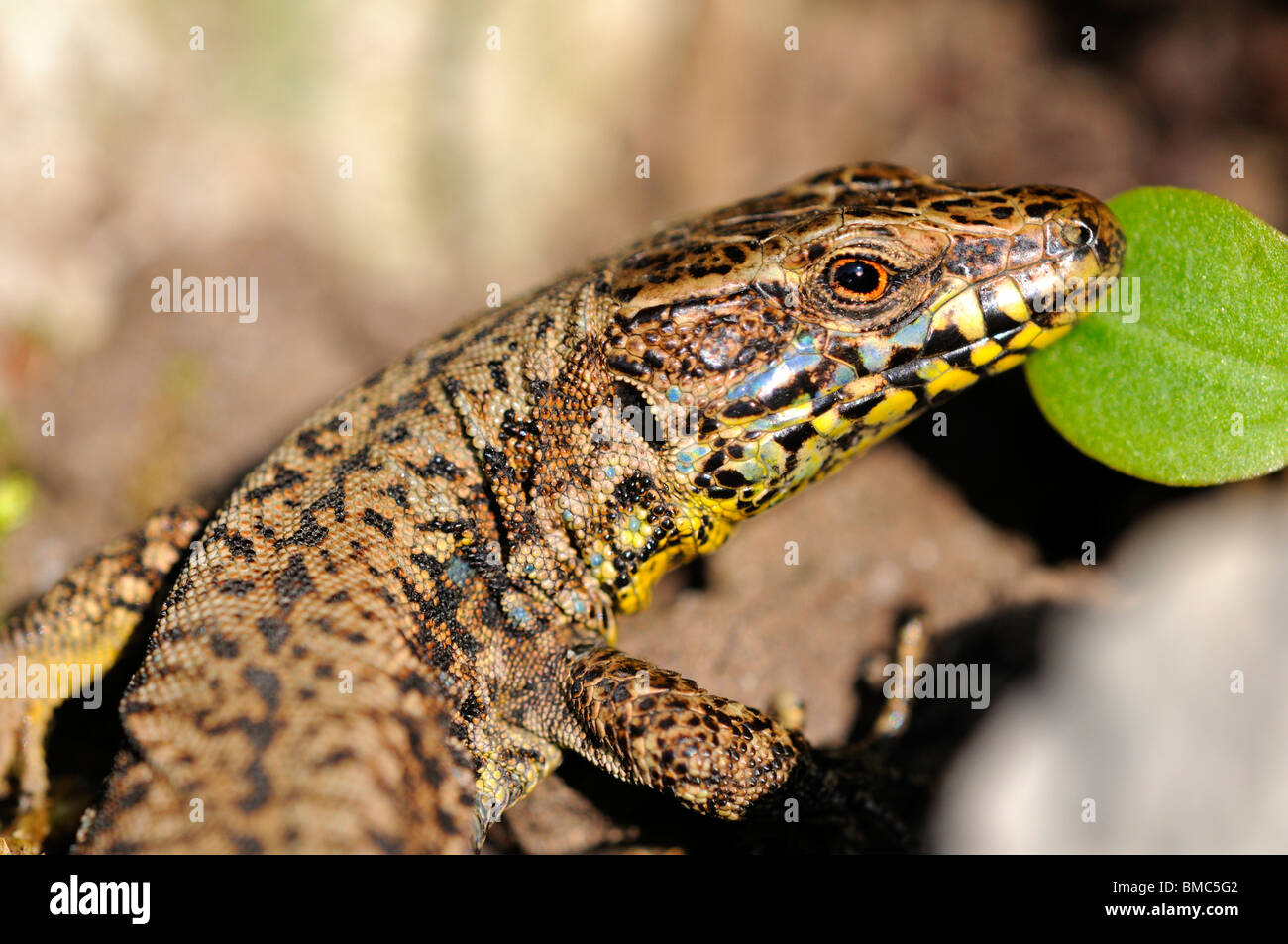 Male of common wall lizard, Podarcis muralis Stock Photo Alamy