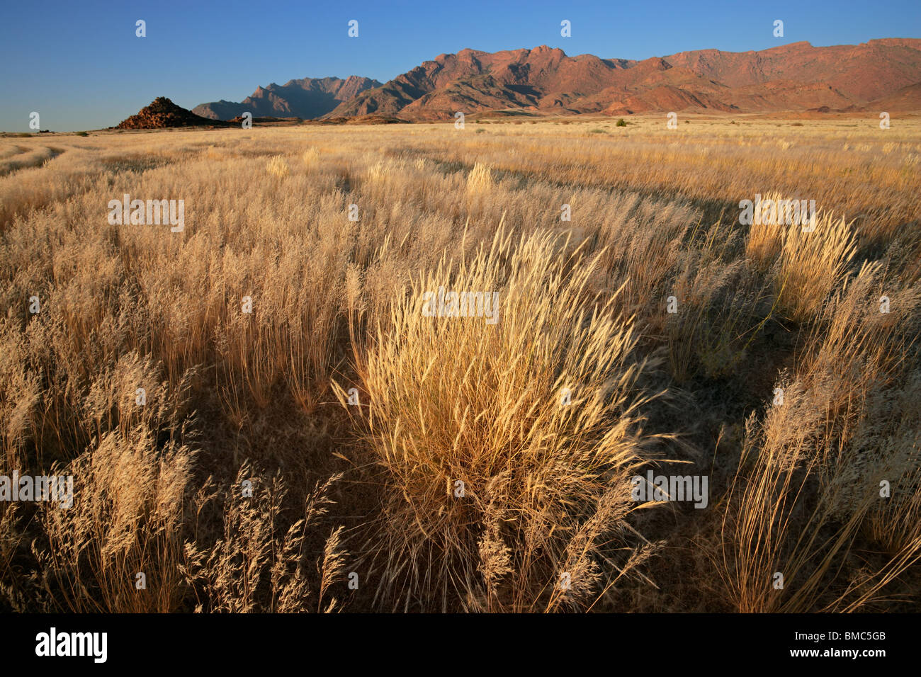 Grassland landscape at sunrise, Brandberg mountain, Namibia, southern Africa Stock Photo