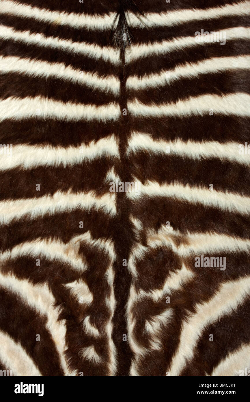 Close-up view of the skin of a Plains (Burchell's) Zebra (Equus quagga) Stock Photo