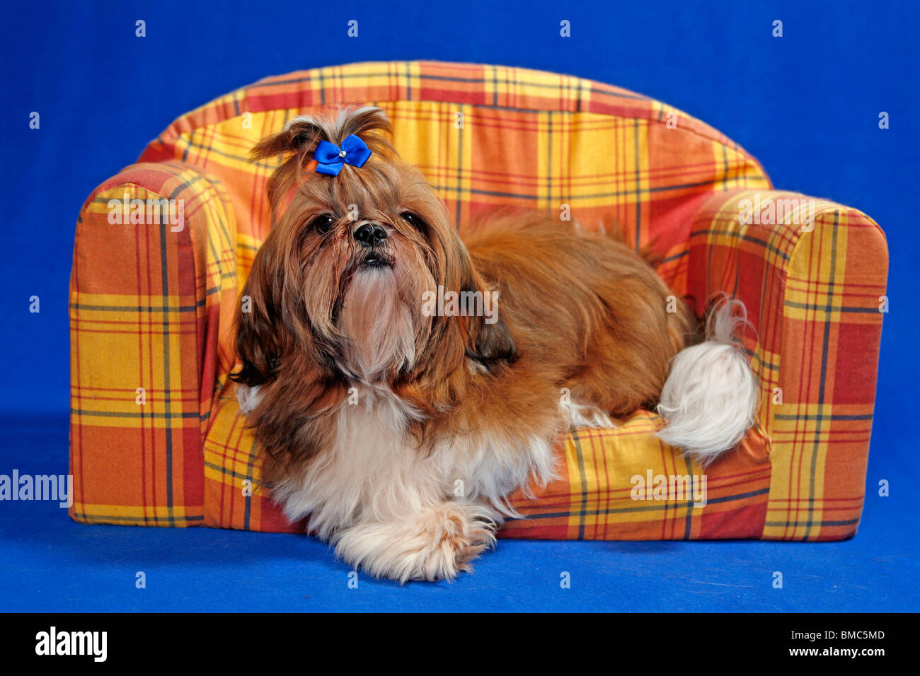 liegender Shih Tzu / lying Shih Tzu Stock Photo Alamy