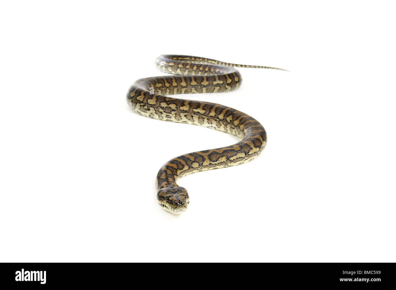 Morelia Spilota Variegata Stock Photos & Morelia Spilota Variegata ...