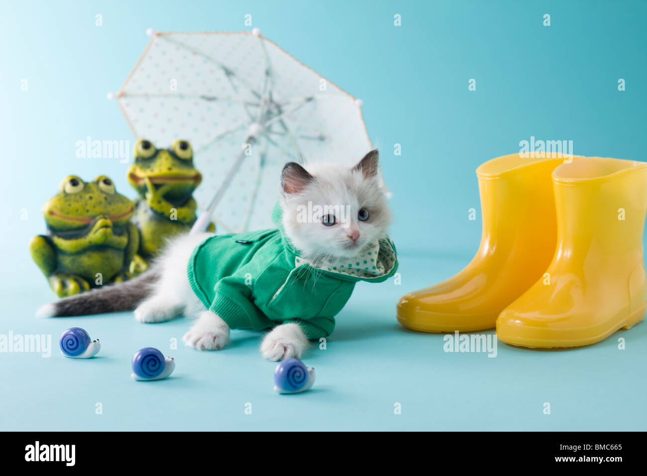 Rag Doll Kitten and Rainy Season Stock Photo
