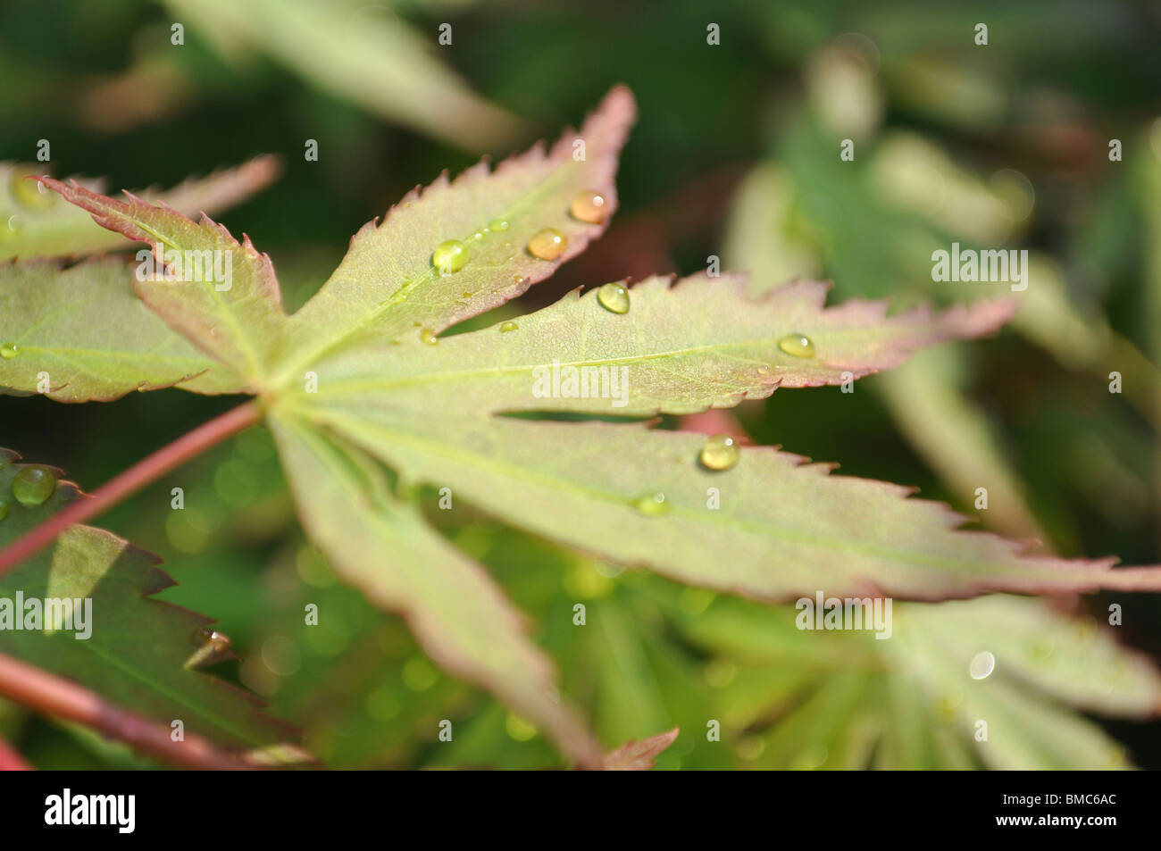 Green acer Japanese Maple tree Stock Photo