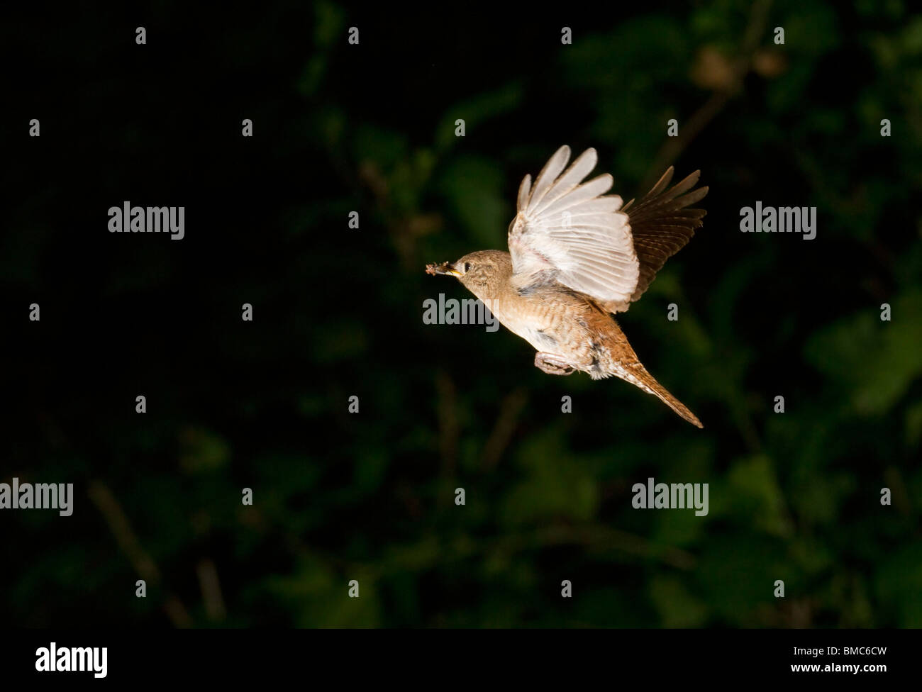 Carolina Wren (Thryothorus ludovicianus) flying with a catch Stock