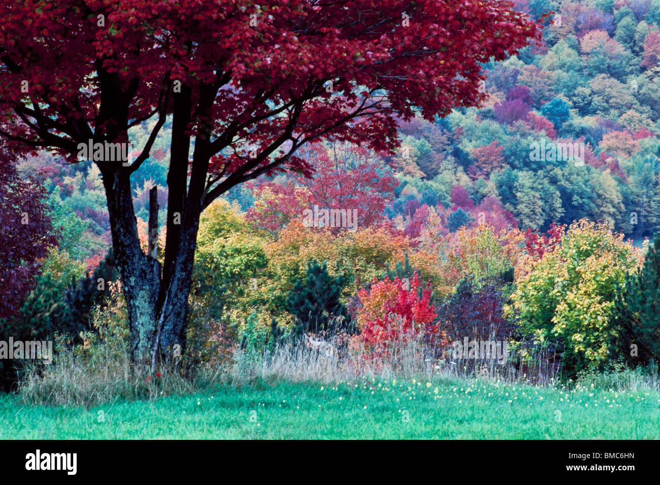fall foliage in Sullivan County, NY. The Foothill of the Catskill