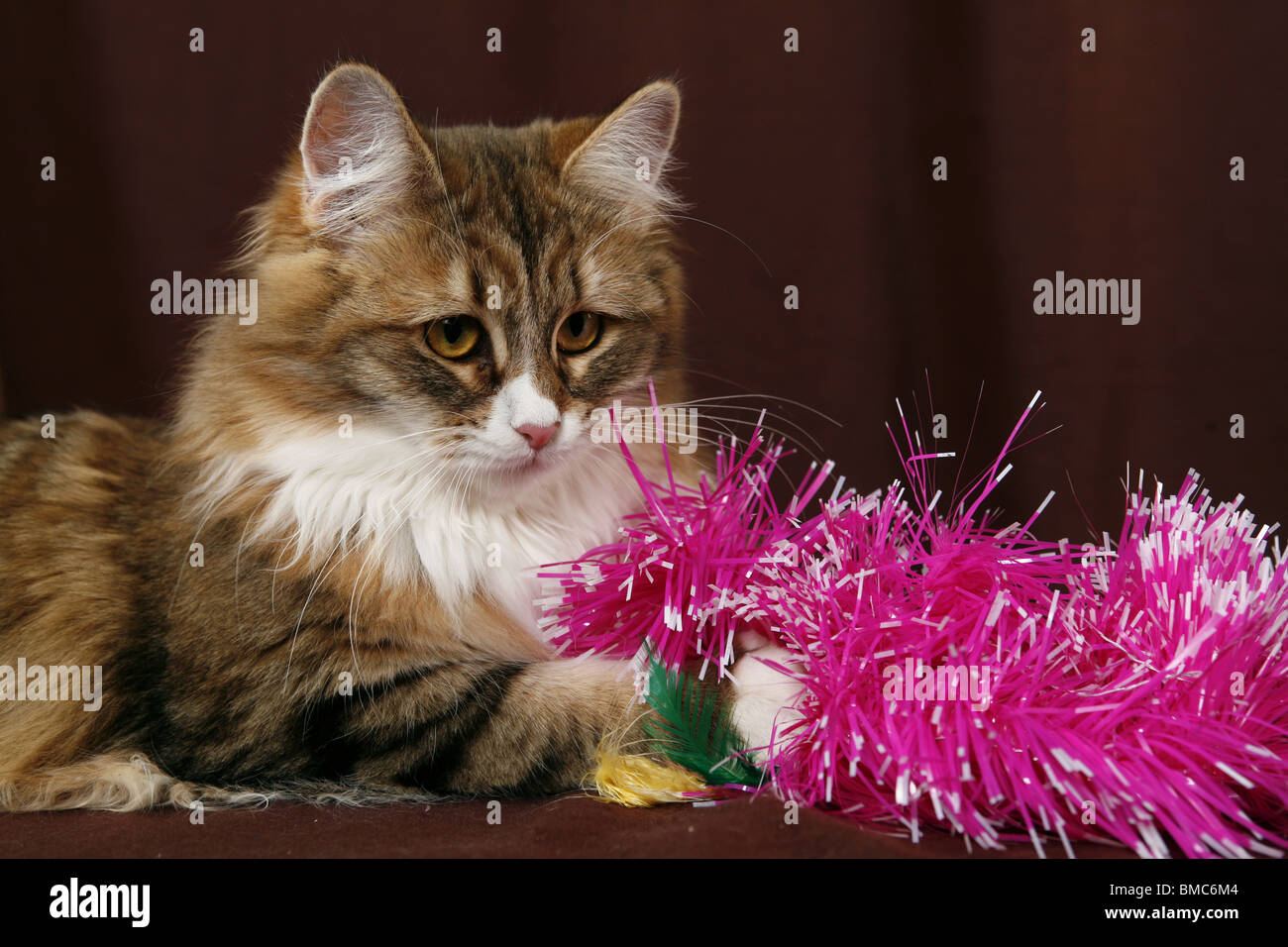 spielende Sibirische Katze / playing Siberian Cat Stock Photo