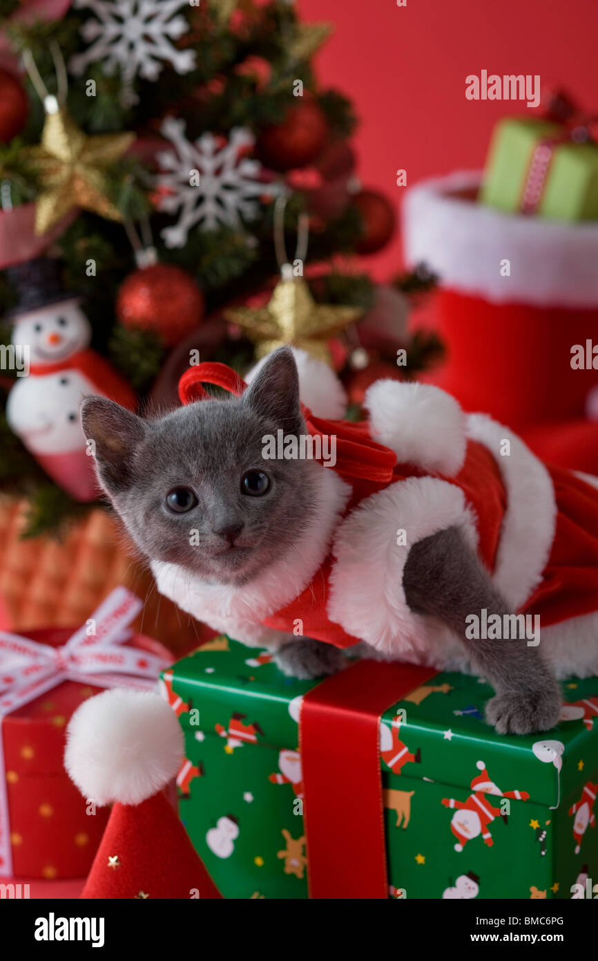 Russian Blue Kitten and Christmas Stock Photo