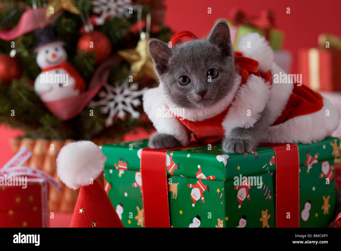 Russian Blue Kitten and Christmas Stock Photo