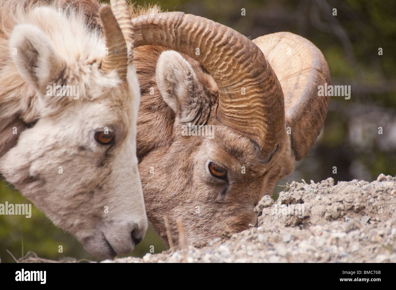Rocky Mountain Sheep Stock Photo - Alamy