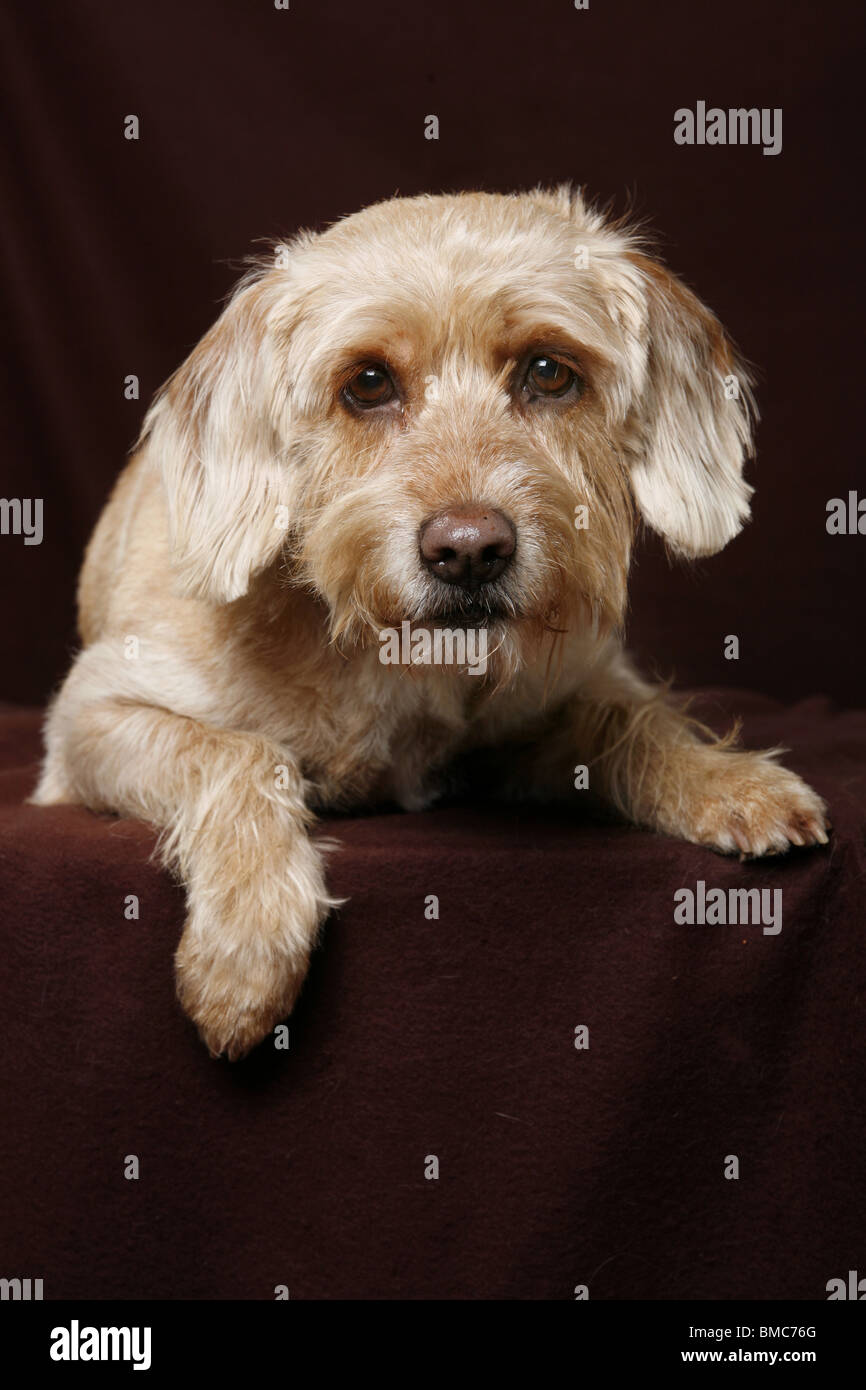 liegender Hund / lying dog Stock Photo 29772584 Alamy