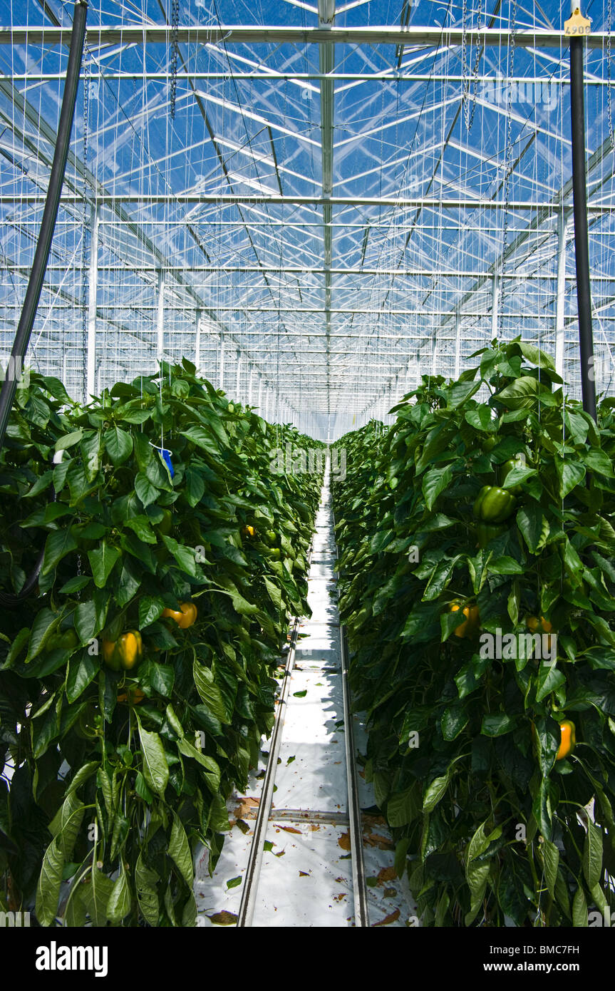 Pepper vines hires stock photography and images Alamy