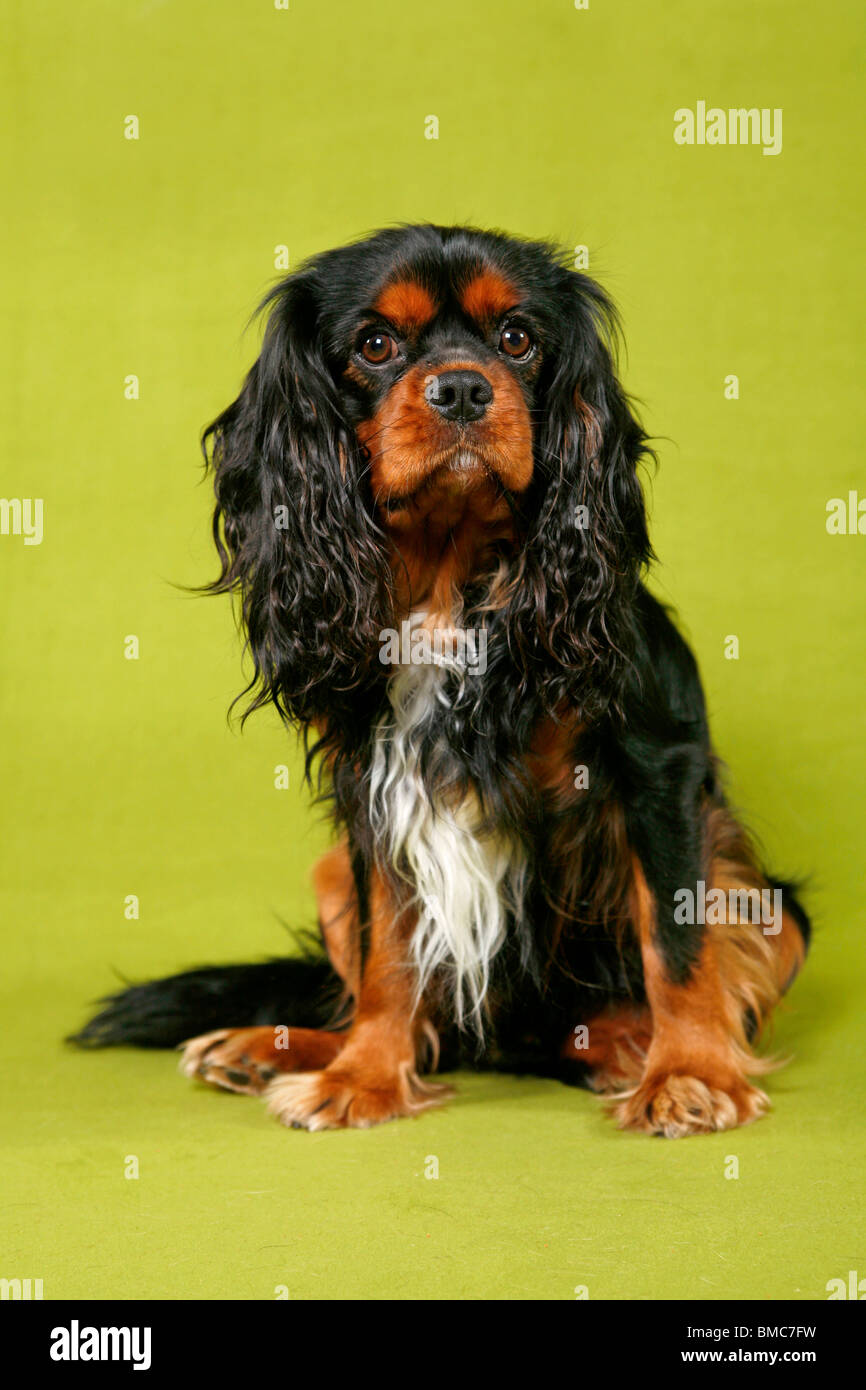 Cavalier King Charles Spaniel Stock Photo