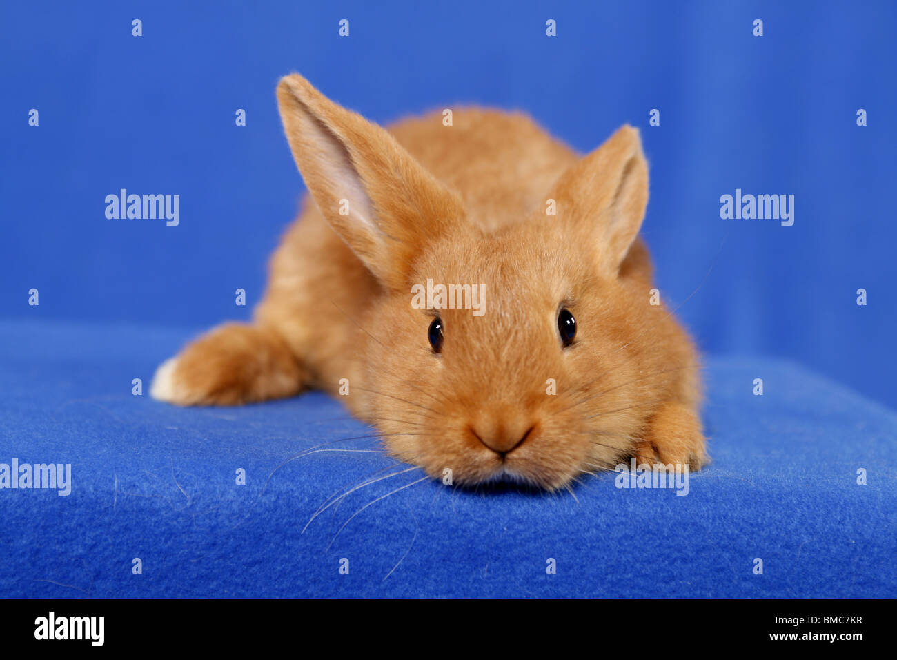 junges Kaninchen / young rabbit Stock Photo