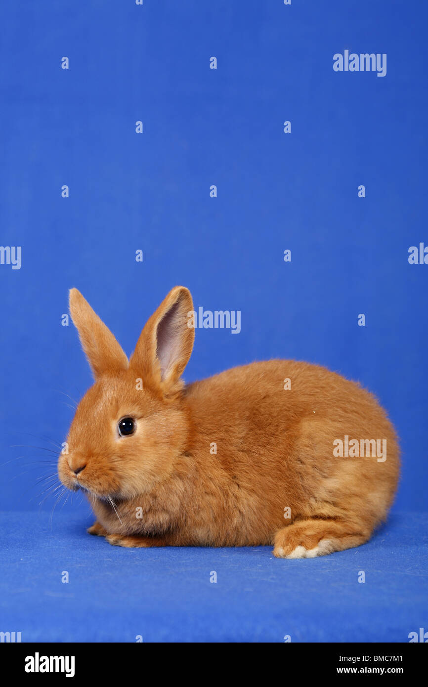 junges Kaninchen / young rabbit Stock Photo