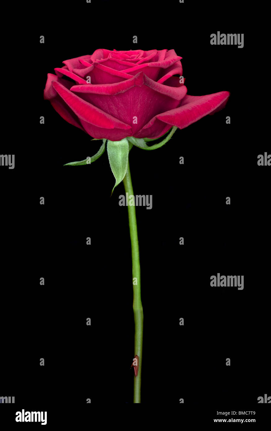 Single Red Rose Stem on a Black Background Stock Photo - Alamy