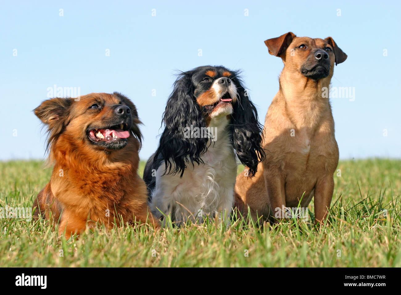 drei Hunde / three dogs Stock Photo