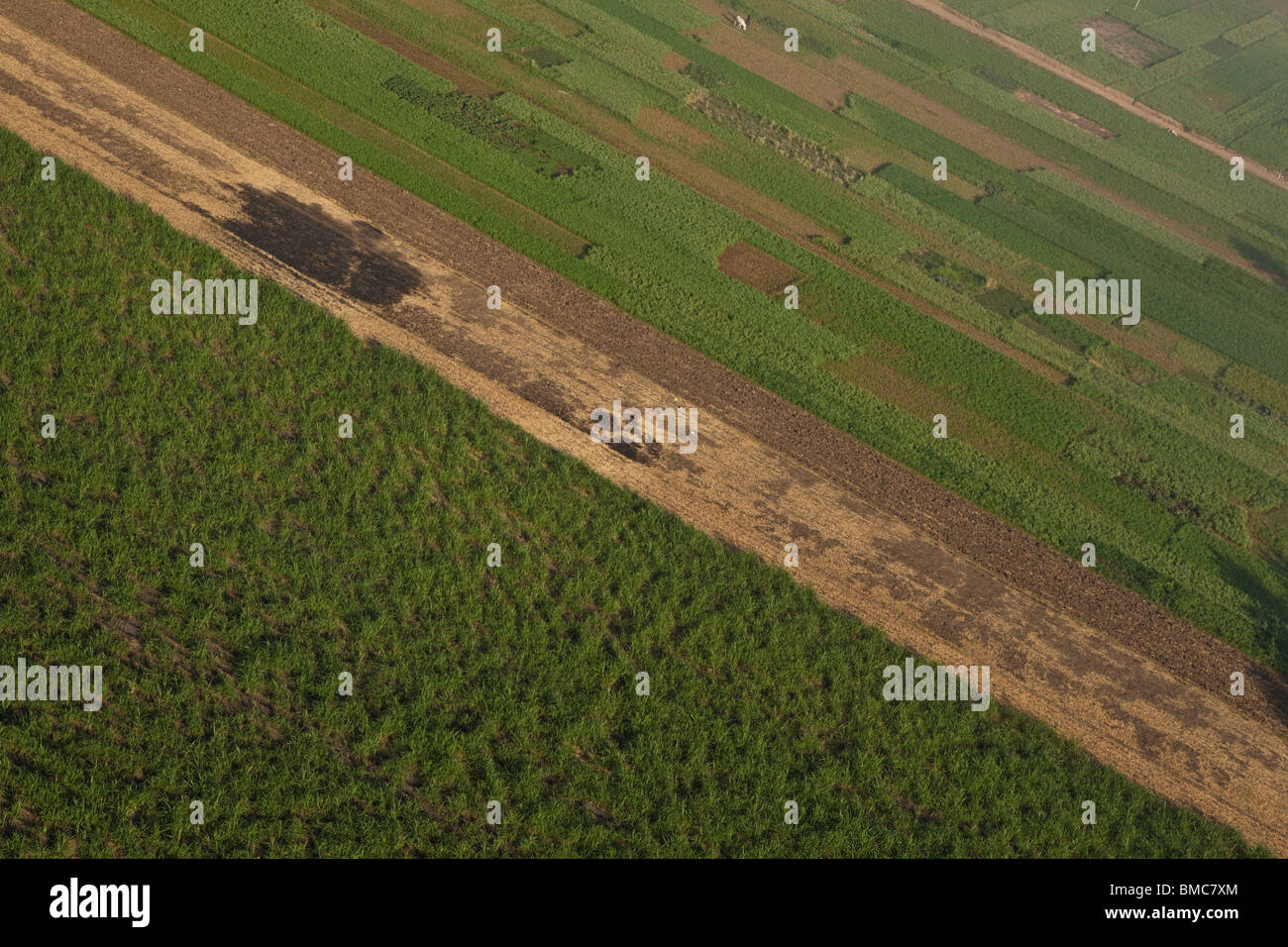 Farm land in Egypt showing division of ownership and crop diversity