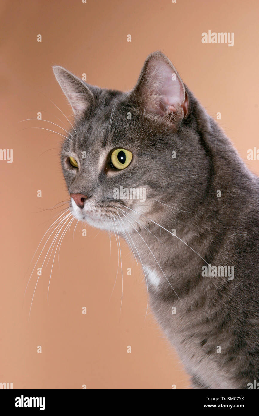 Katze im Portrait / domestic cat Portrait Stock Photo - Alamy