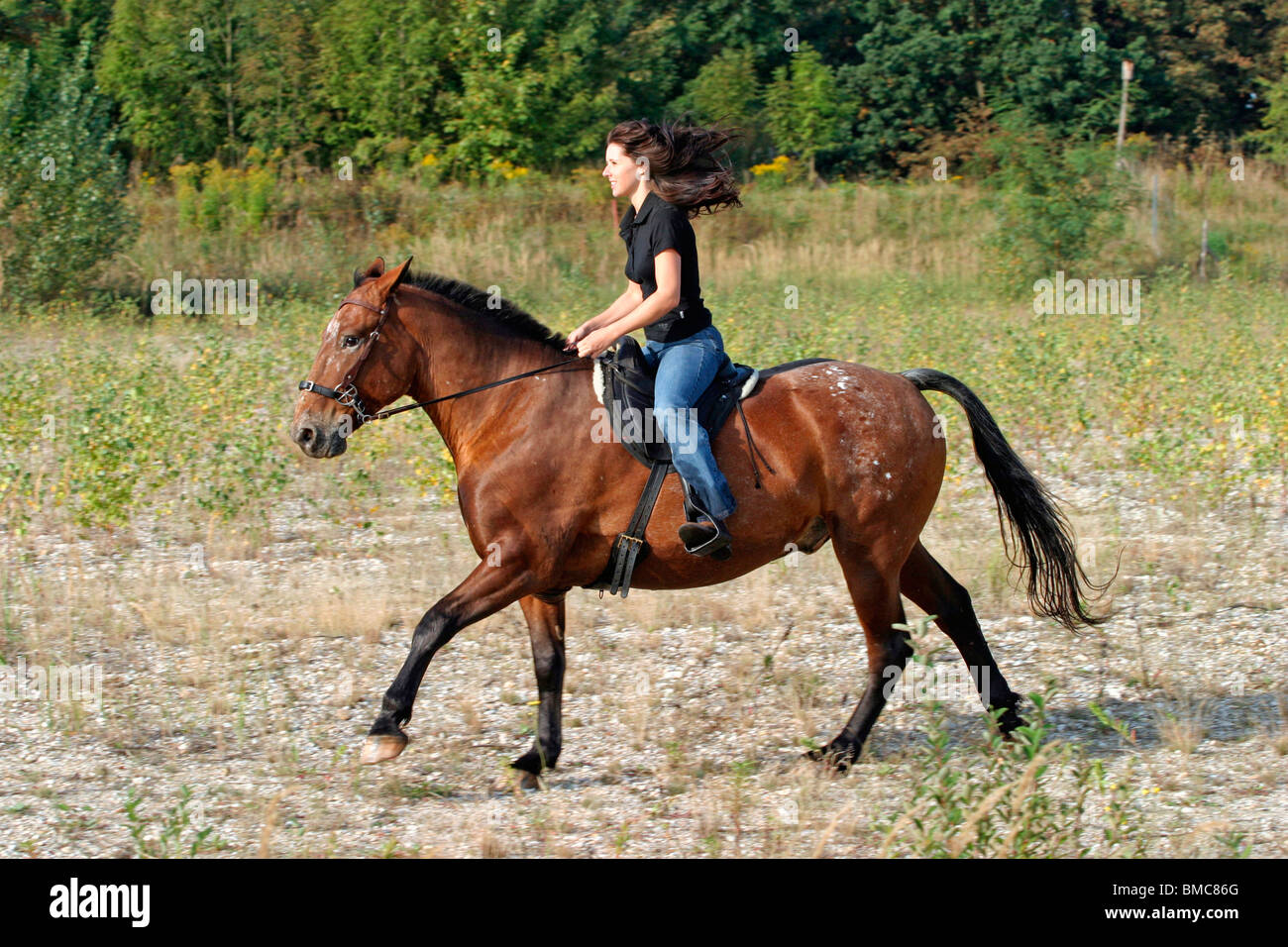 Freizeitreiten / riding Stock Photo - Alamy