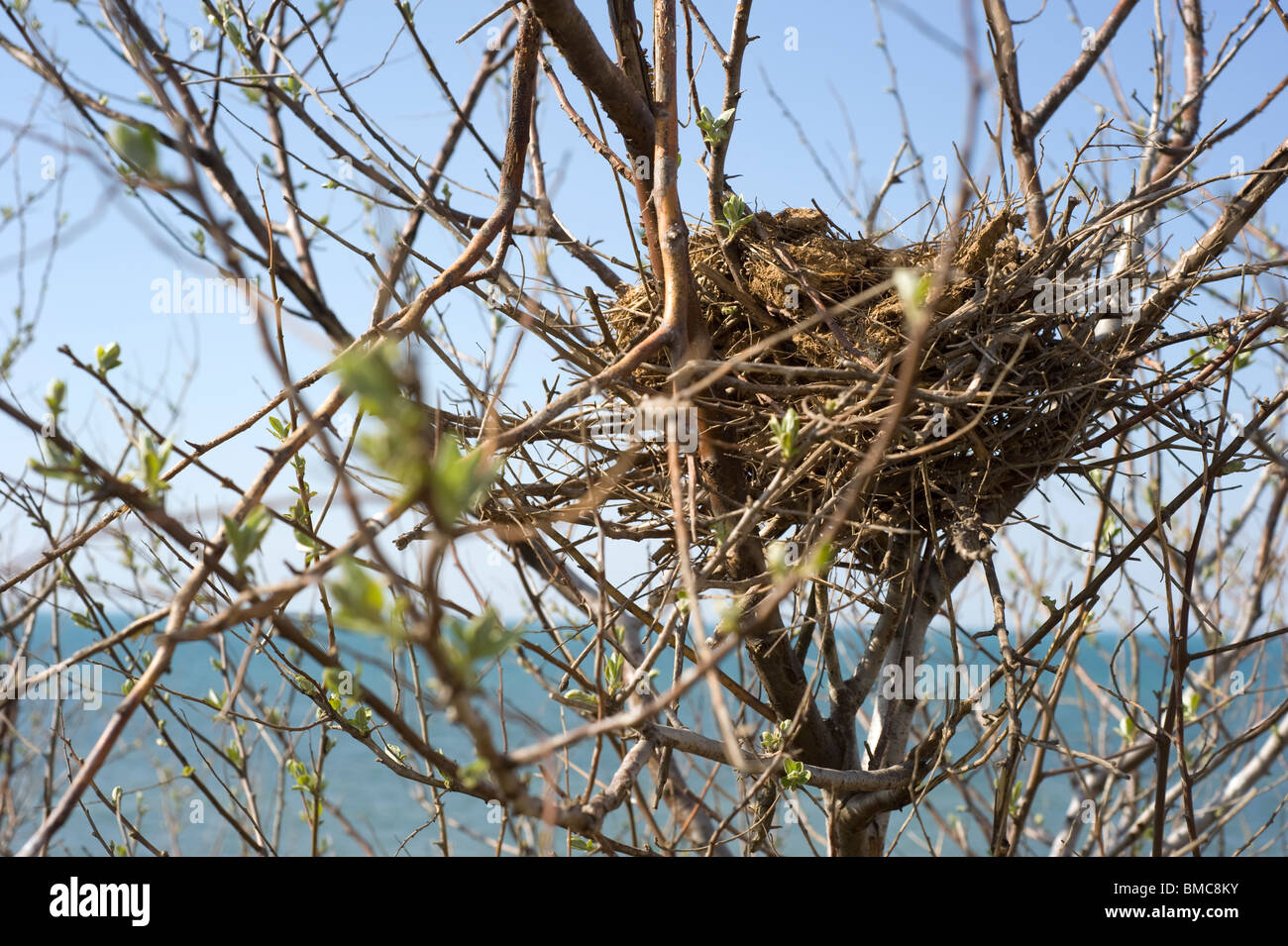 Bird nest sales in tree