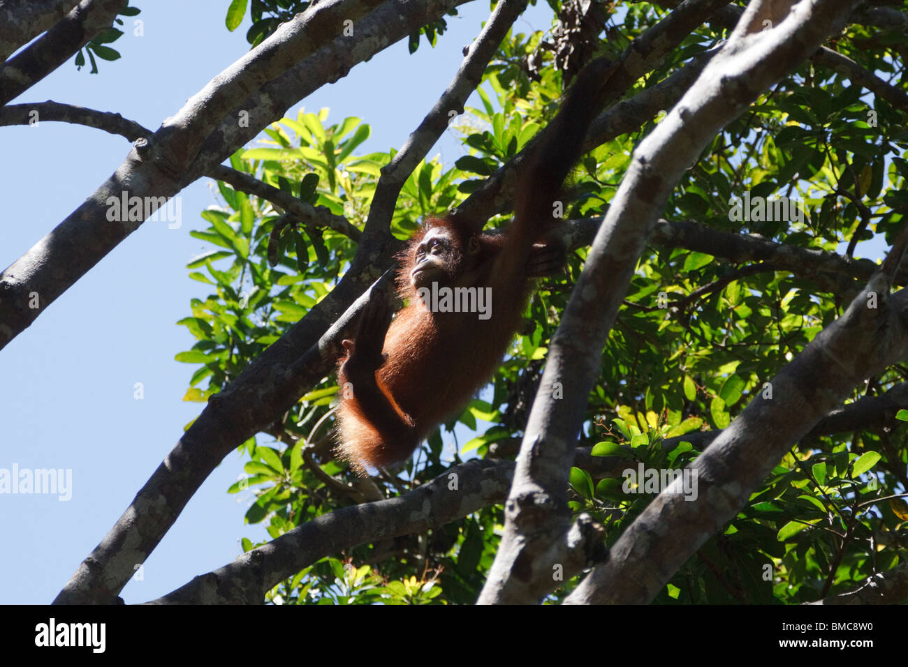 Orangutan, Kota Kinabalu, Malaysian Borneo Stock Photo