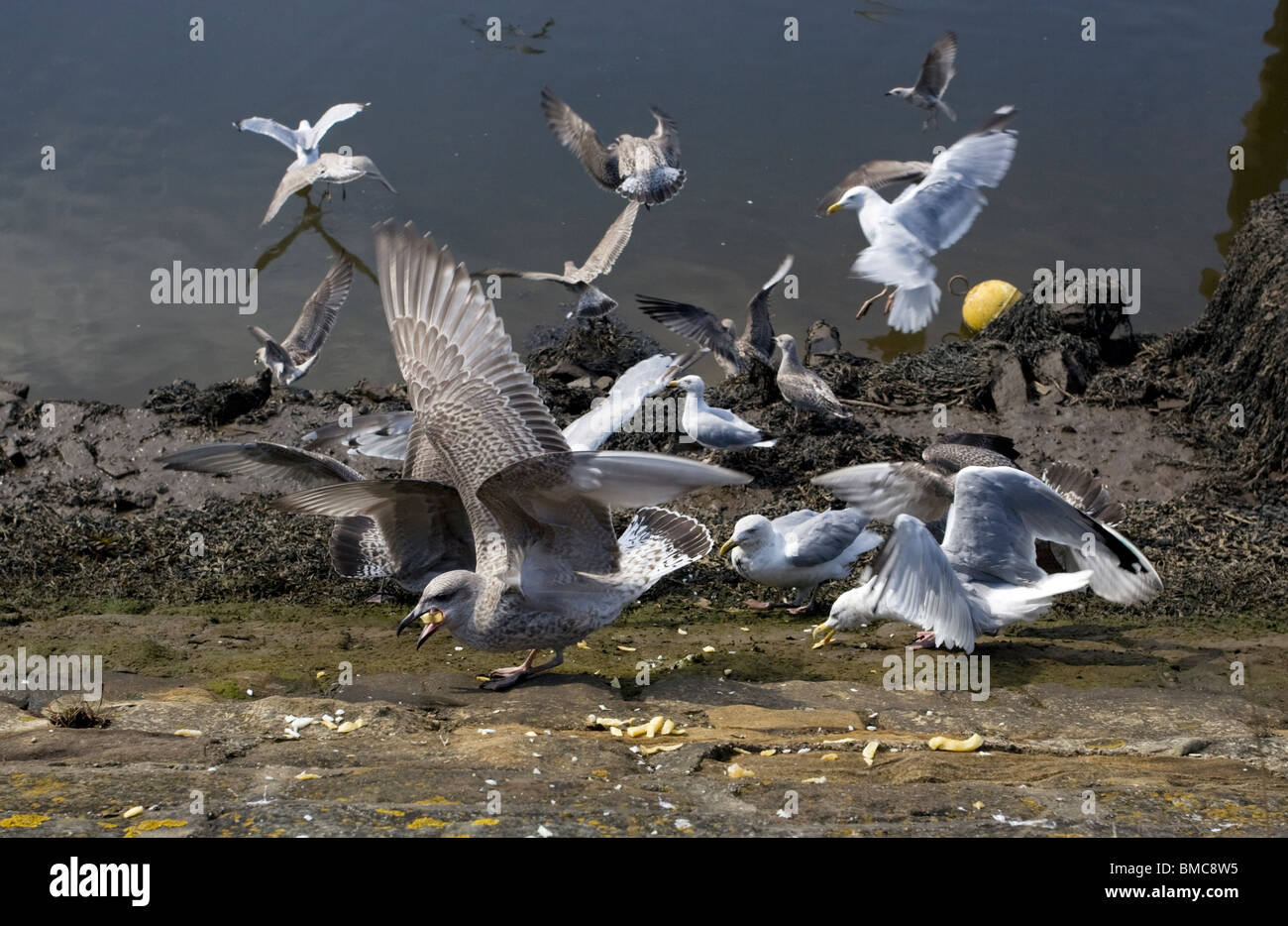 Herring gulls (Larus argentatus) scavenging for food Stock Photo Alamy