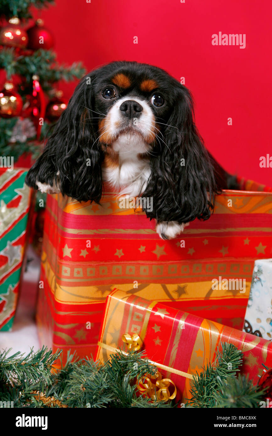 Cavalier king charles spaniel eye hi-res stock photography and images -  Page 17 - Alamy