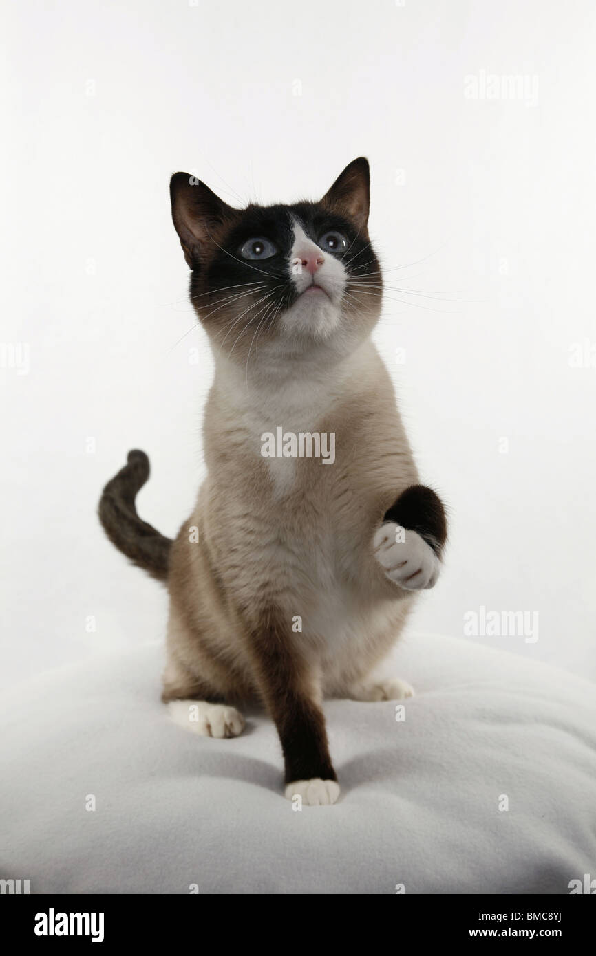 Seal point snowshoe cat hires stock photography and images Alamy