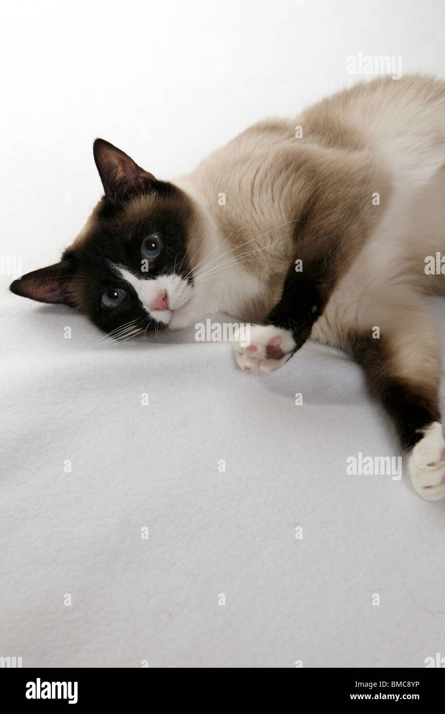 Seal point snowshoe cat hires stock photography and images Alamy