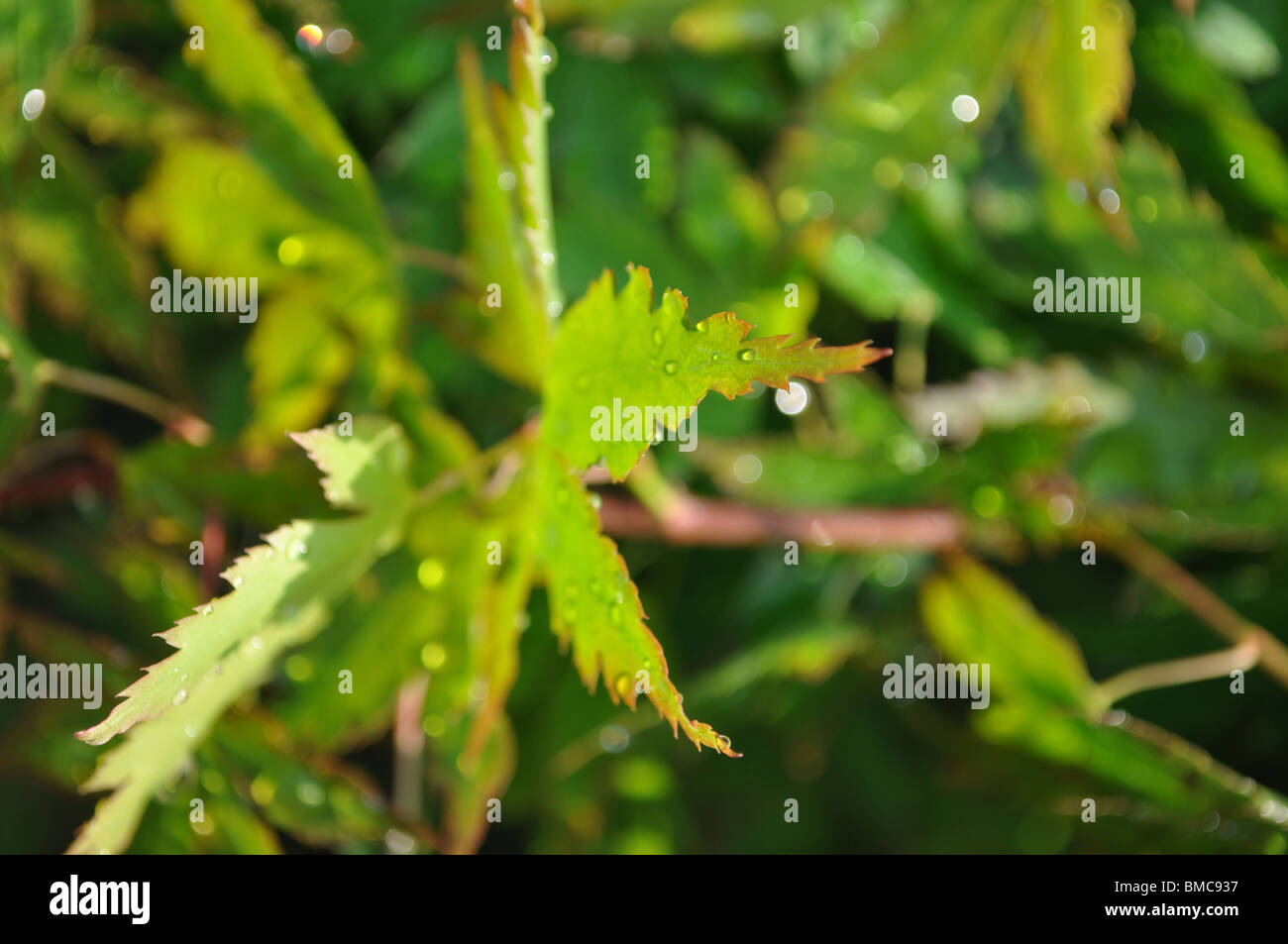 Green acer Japanese Maple tree Stock Photo Alamy