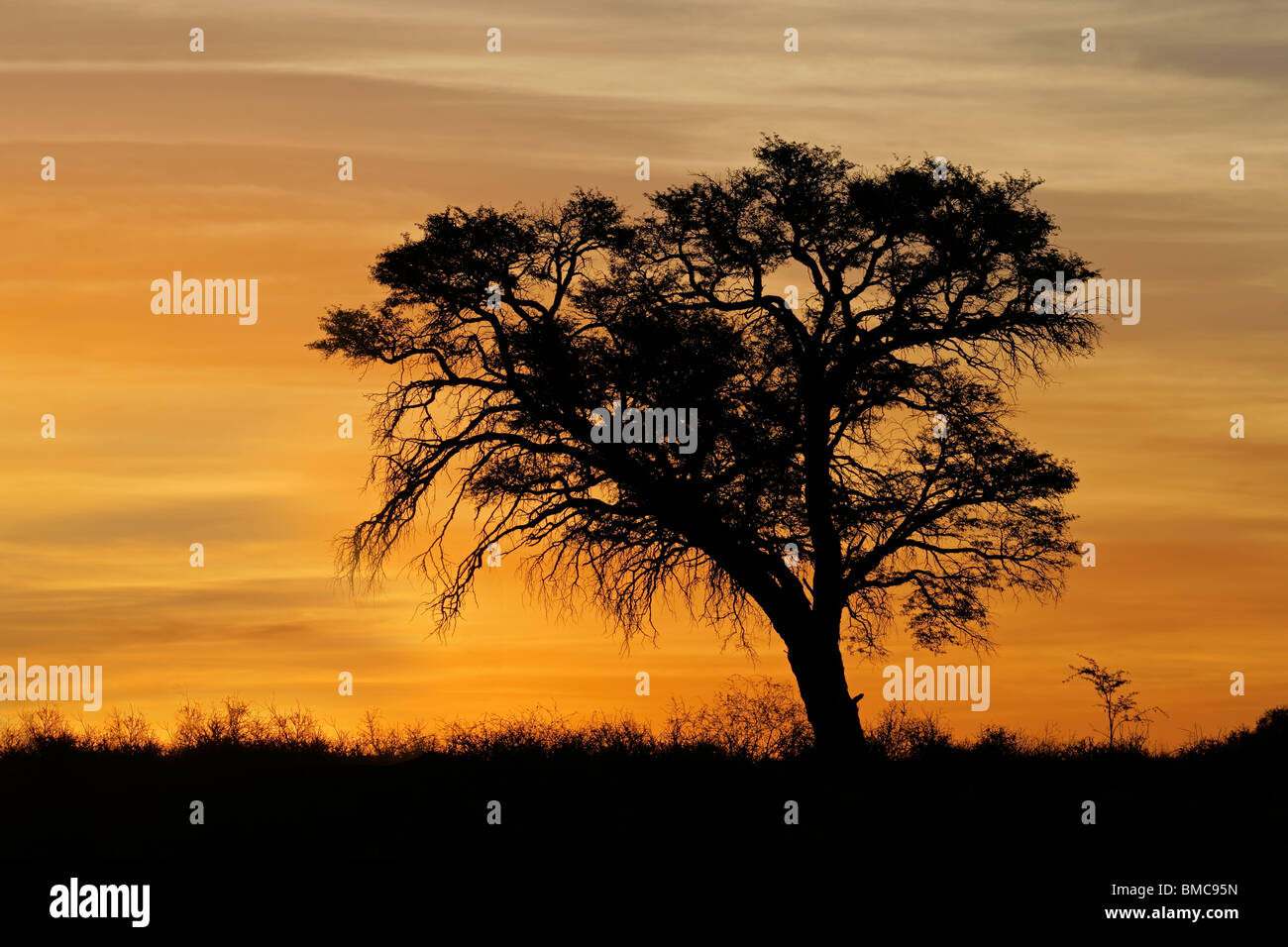 Sunset with silhouetted African Acacia tree, Kalahari desert, South Africa Stock Photo