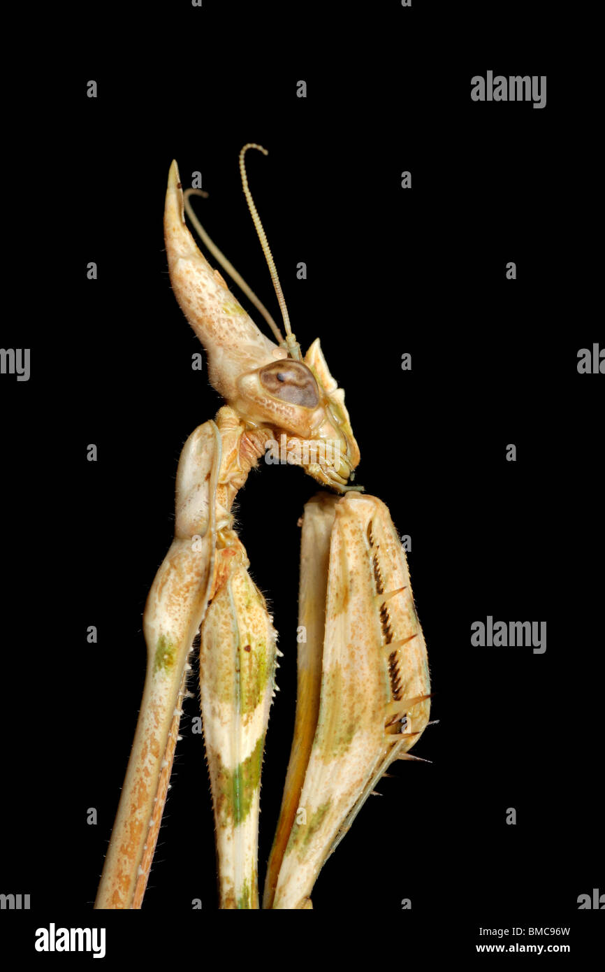 Close-up portrait of a cone-headed mantid on black, southern Africa Stock Photo