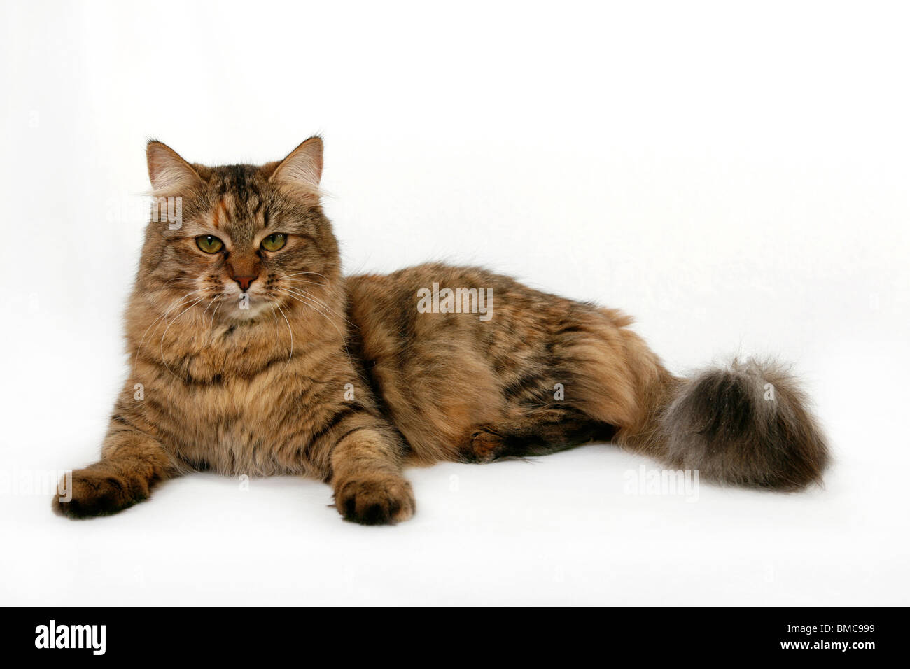 09987 hi-res stock photography and images - Alamy