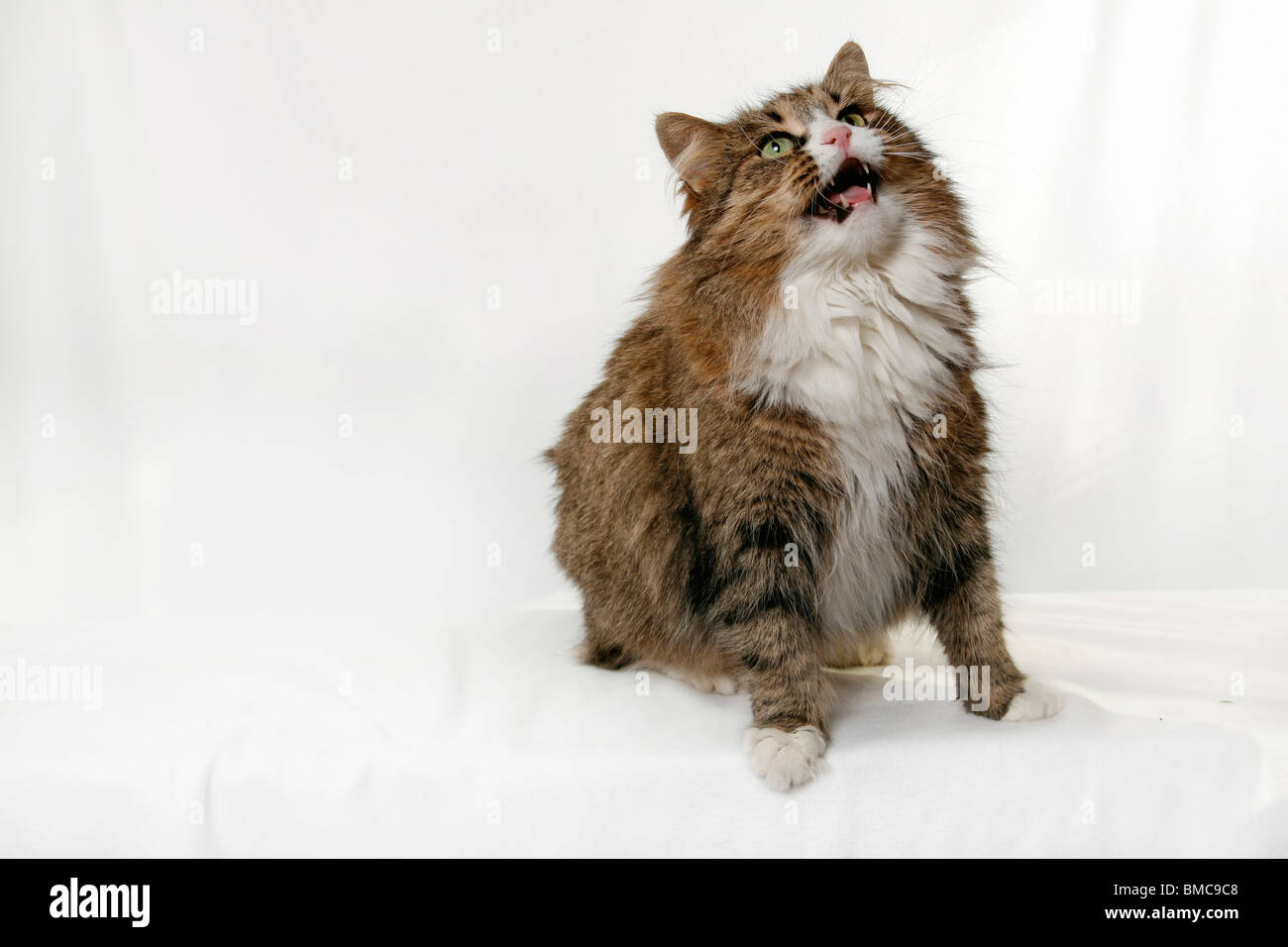 mautzende Katze / mewing cat Stock Photo