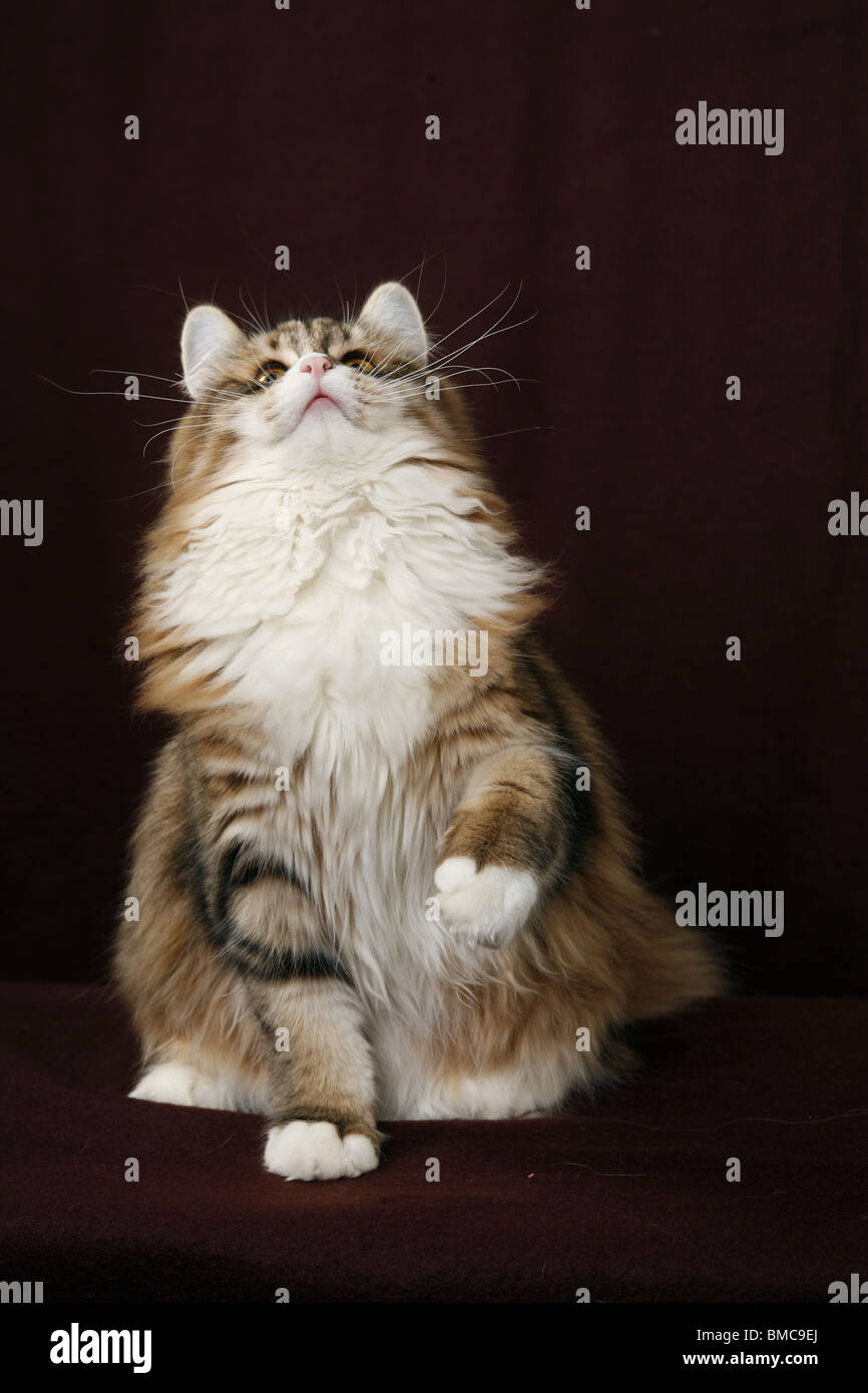 sitzende Sibirische Katze / sitting Siberian Cat Stock Photo