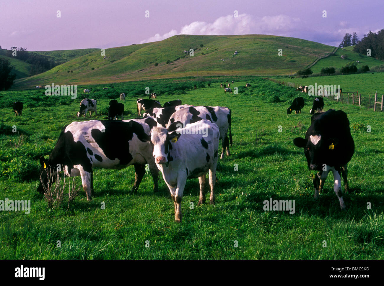 cow, cows, dairy cow, dairy cows, grazing, pasture, ranch, farmstead