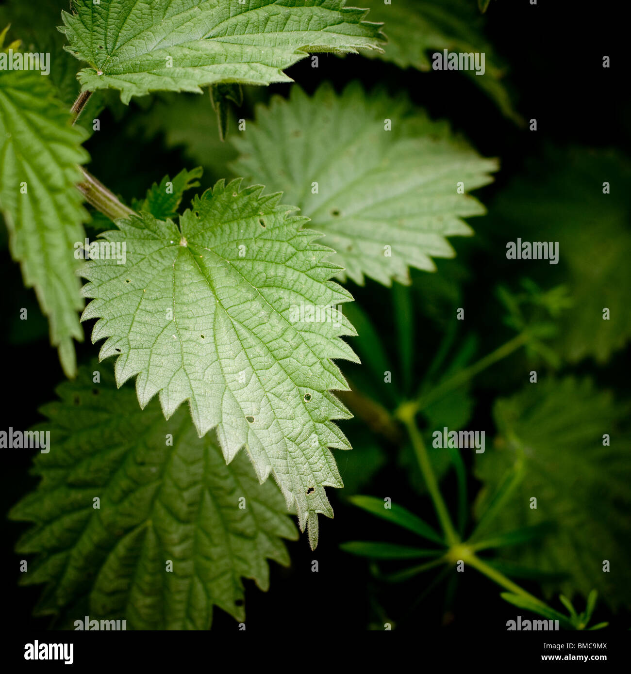 Close up of nettle leaves. Stock Photo