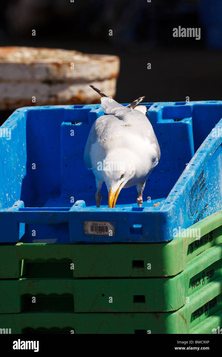 Seagull eating scraps from fish containers. Stock Photo