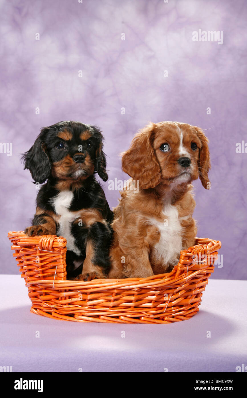 Cavalier King Charles Laundry Basket - Ruby Cavalier King Charles Laundry Basket - Ruby
