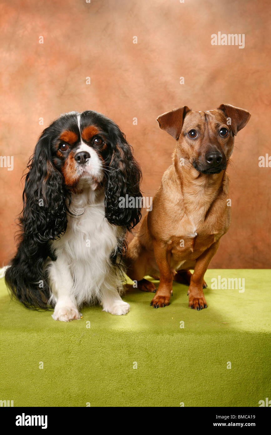 Cavalier King Charles Spaniels Stock Photo