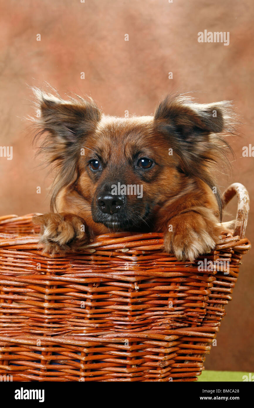 Heller Hund High Resolution Stock Photography and Images - Alamy