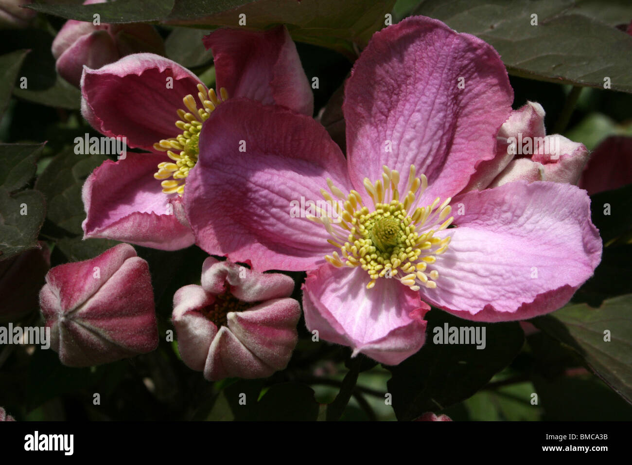 Pink Clematis Flower Stock Photo