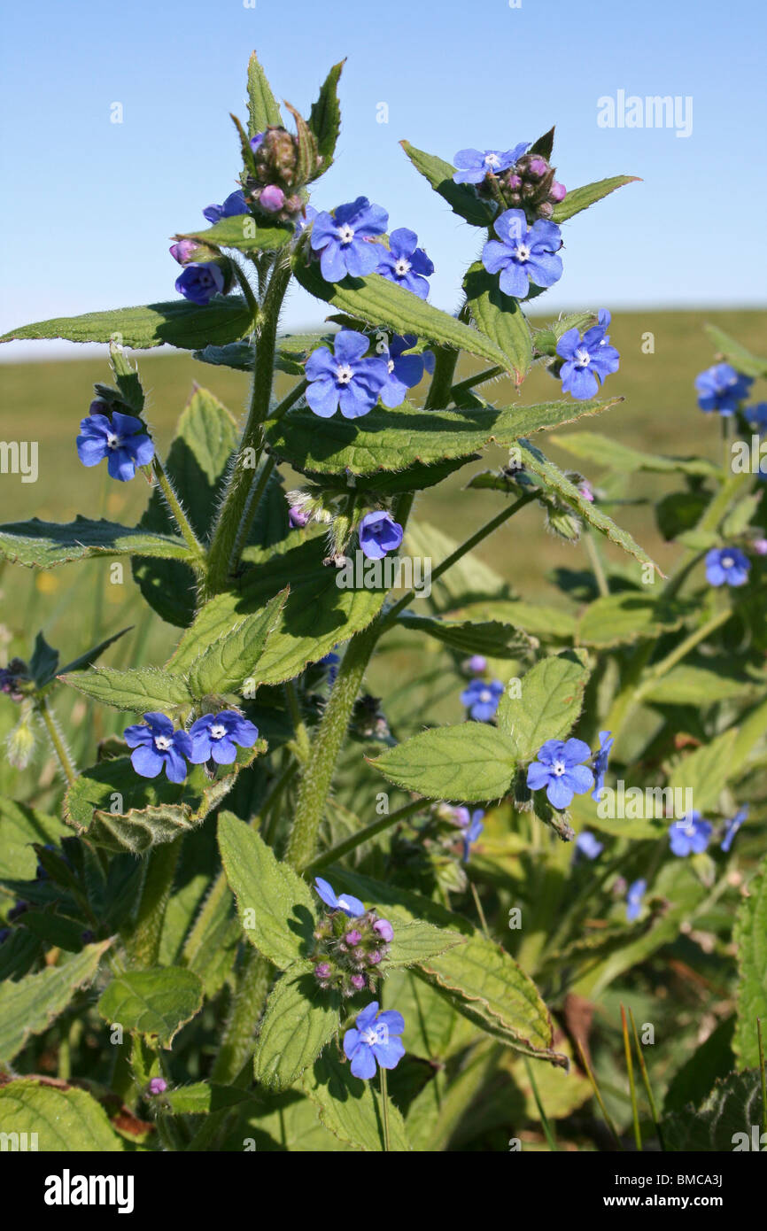 Green Pentaglottis sempervirens Taken at Leasowe, Wirral, UK