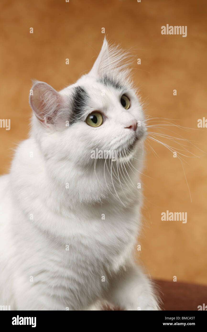 Türkisch Van Portrait Stock Photo Alamy