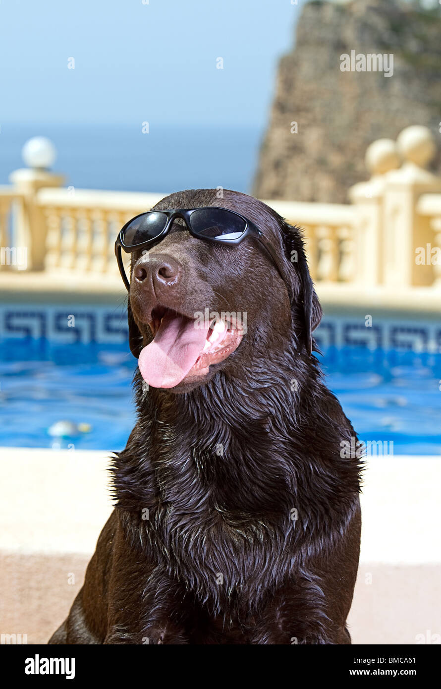Shot of a Chocolate Labrador in Sunglasses on Holiday Stock Photo Alamy