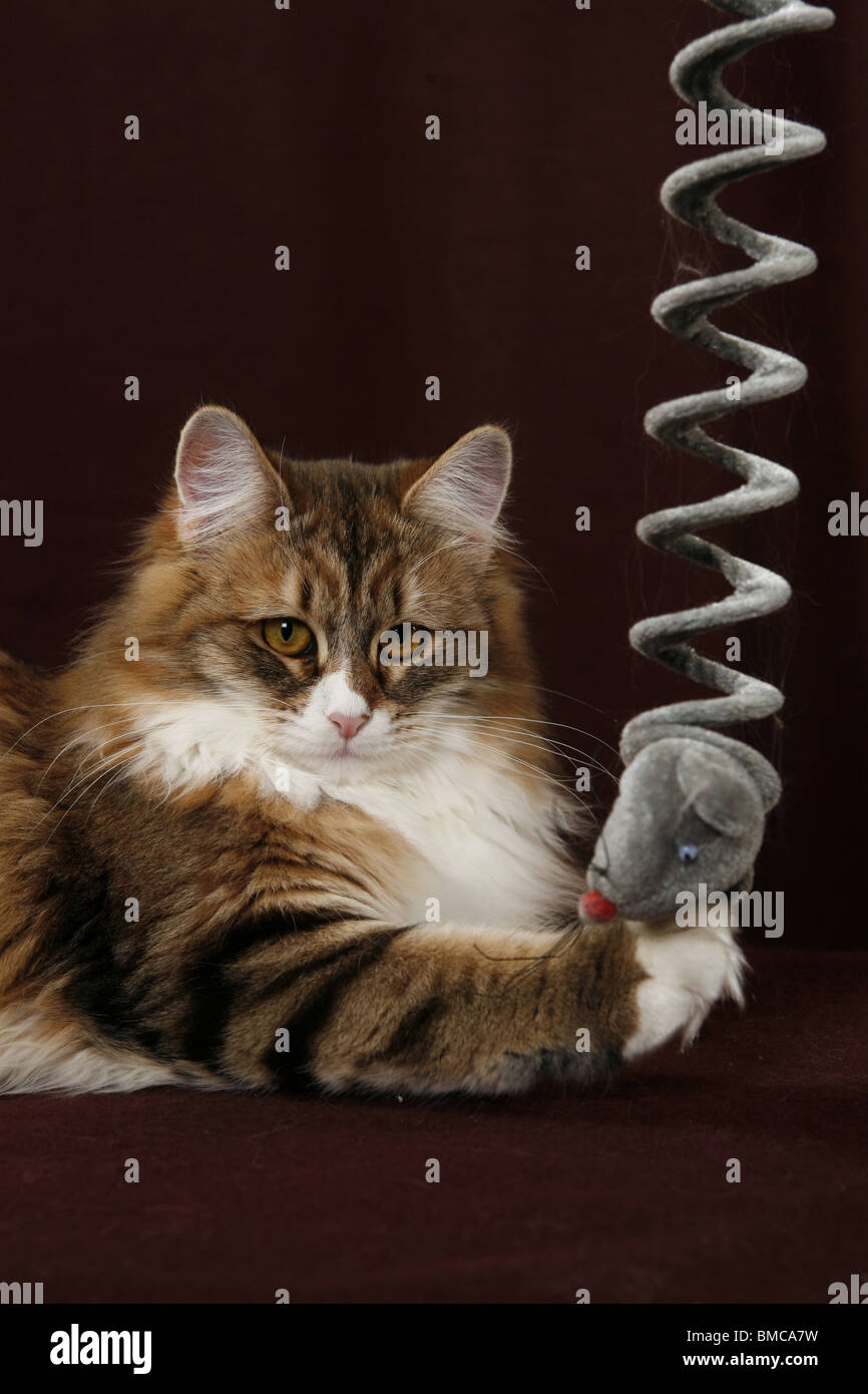spielende Sibirische Katze / playing Siberian Cat Stock Photo