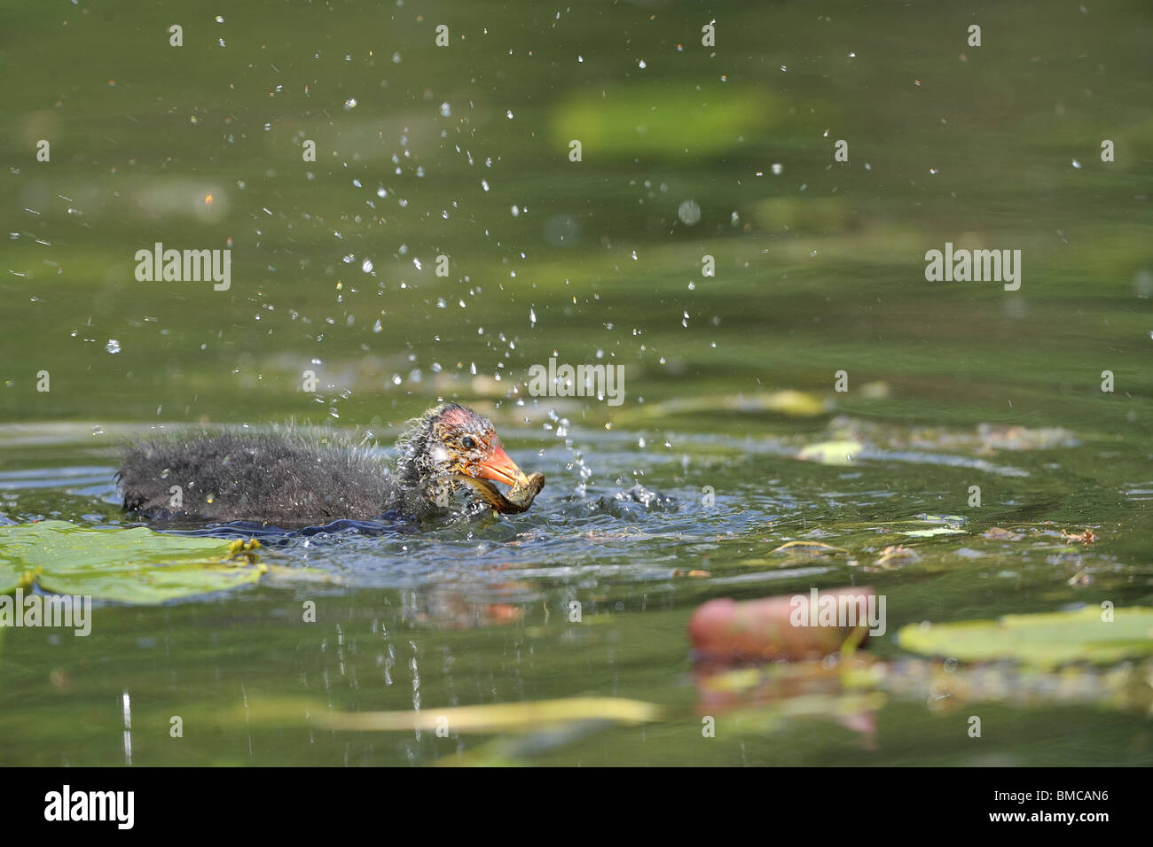 Young common coot (Fulica atra) shaking a newt before to swallow it Stock Photo