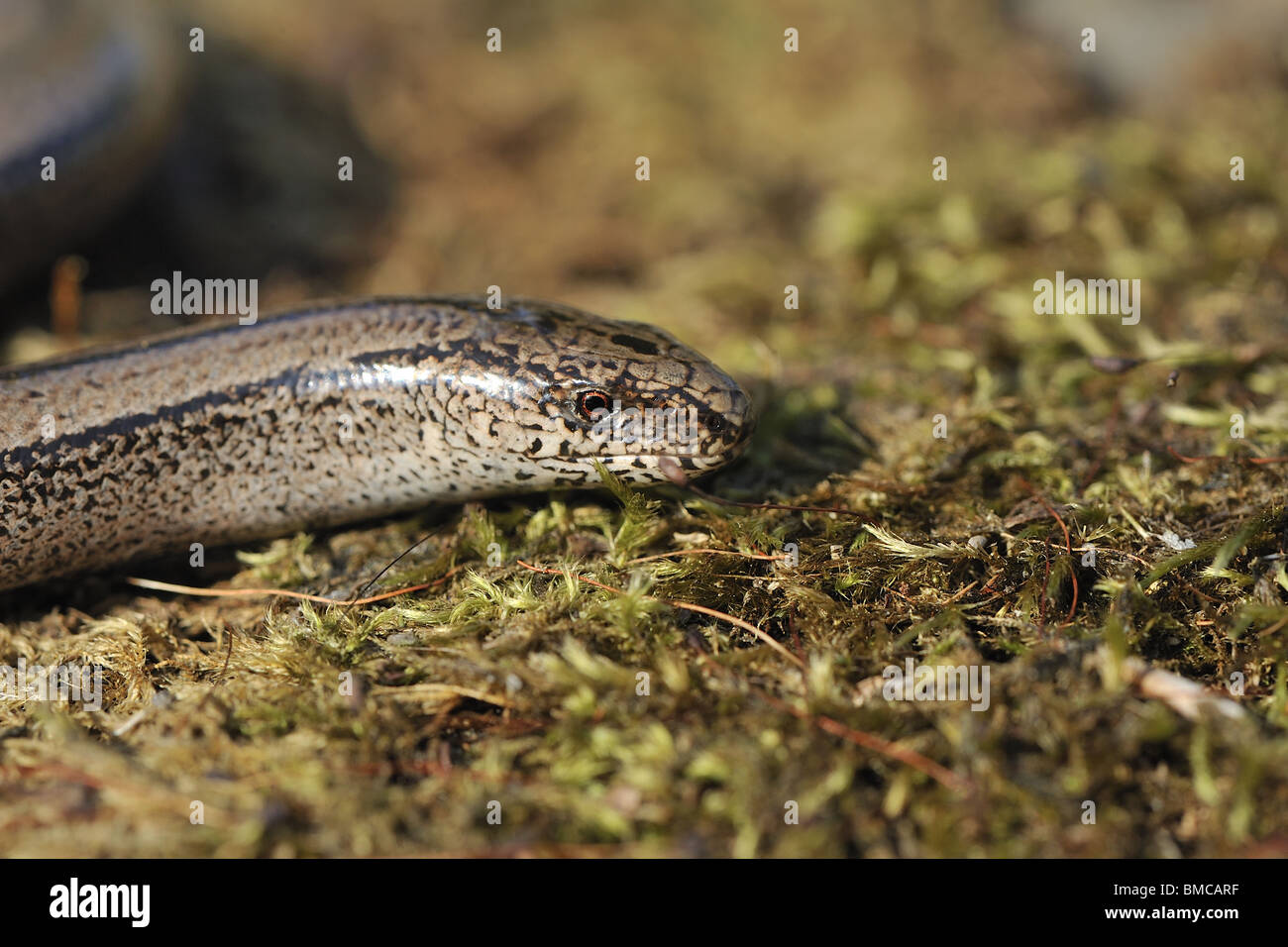 Female slow worm (Anguis fragilis) - head detail Stock Photo