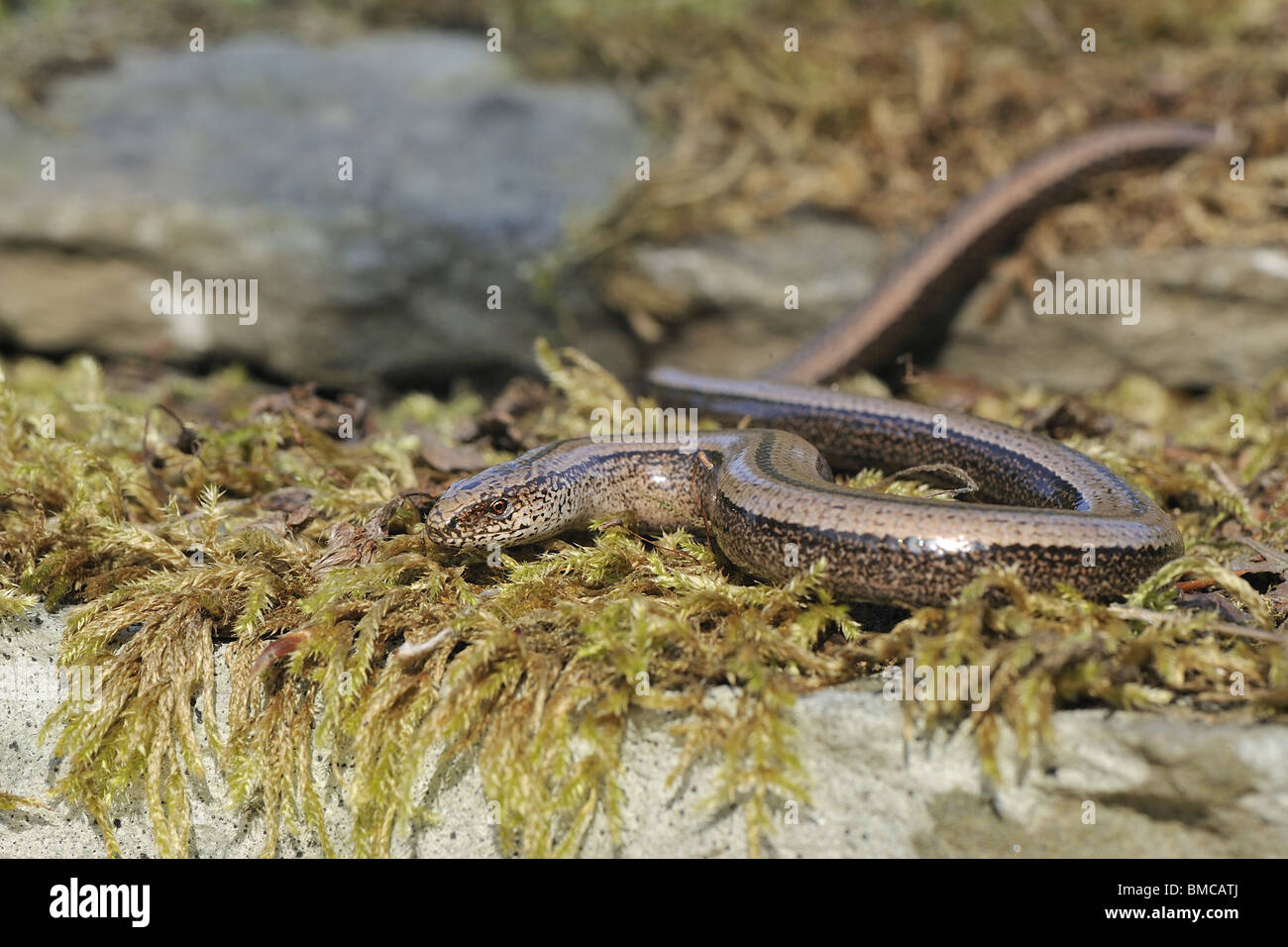 Female slow worm (Anguis fragilis) crawling on mossy stone Stock Photo
