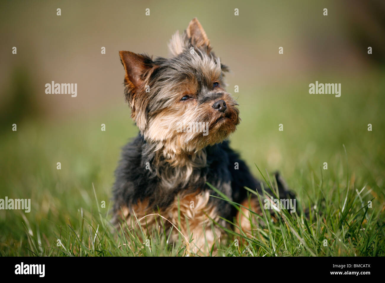 Mini Yorkshire Terrier Stock Photo